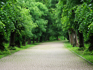 Fototapeta na wymiar Avenue of trees in the park