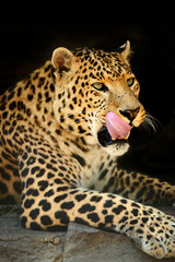 Leopard