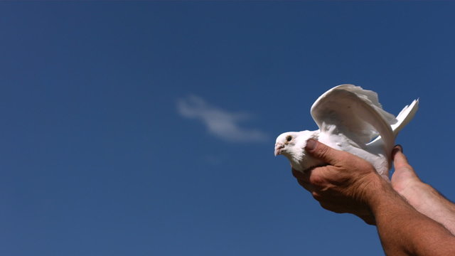 Dove is released into sky, slow motion