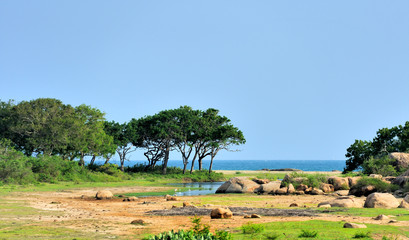 Fototapeta na wymiar National park of Sri Lanka