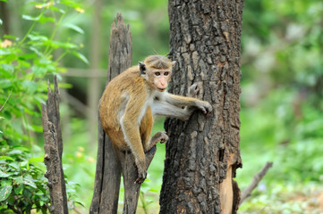 Monkey in the living nature
