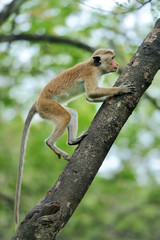 Monkey in the living nature