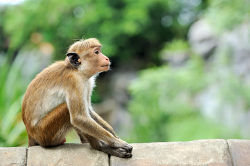 Monkey in the living nature