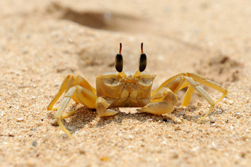 Fototapeta na wymiar Marine crab on beach