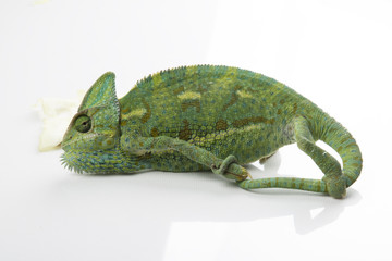 Chameleon in a studio (background, white, wallpaper)