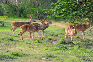 Wild Spotted deer