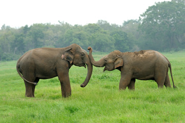 Elephants