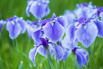 雨上がりの花菖蒲