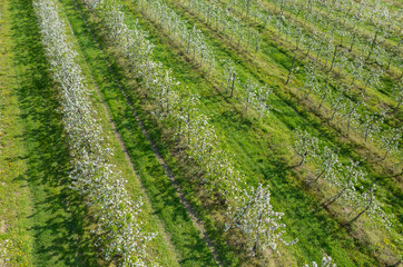 Blooming apple orchard