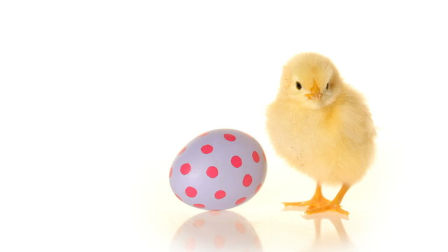 Easter egg and baby chick