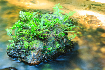 Vegetable fern and Green grass on stone in stream.