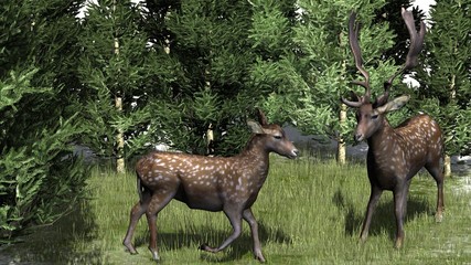 Naklejka na ściany i meble deer in the nature