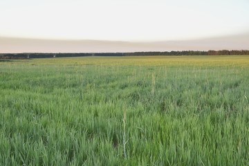 Рассвет в пшеничном поле