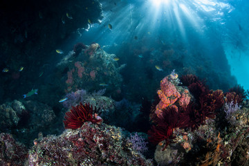 Fototapeta na wymiar Sunlight Descends on Colorful Reef