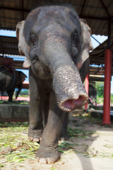Naklejka premium Stock Photo - Baby Elephant with a happy expression