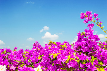 Obraz na płótnie Canvas Beautiful bougainvillea flower on sunny sky