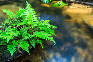 Vegetable fern and Green grass on stone in stream.