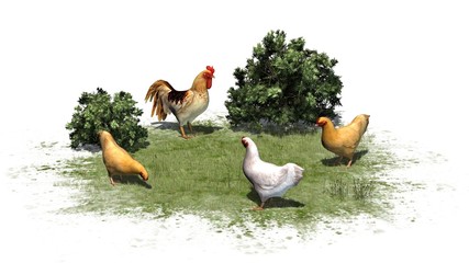 Rooster and chickens - isolated on white background