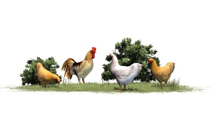 Rooster and chickens - isolated on white background