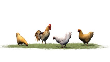 Rooster and chickens - isolated on white background
