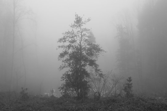 Fototapeta La foret