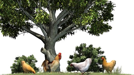 Rooster and chickens - isolated on white background