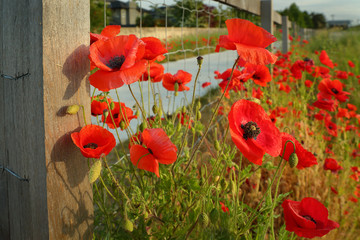 Wild Poppies and Fence