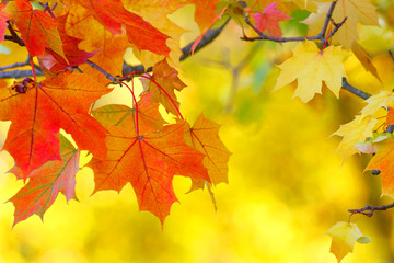 Maple leaf close up background