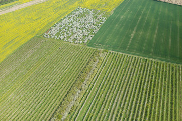 Blooming apple orchard