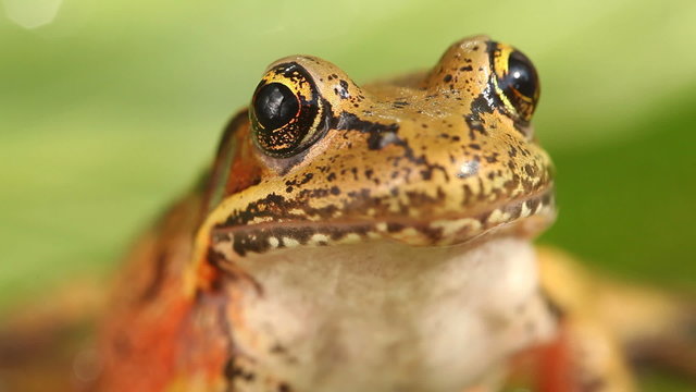 Tree frog closeup, selective focus