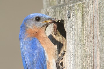 Male Eastern Bluebird