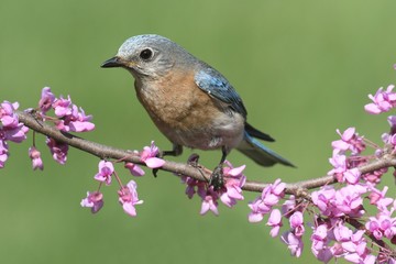 Female Eastern Bluebird