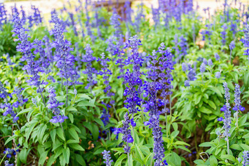 Obraz premium Clary Sage (Salvia sclarea) for background use