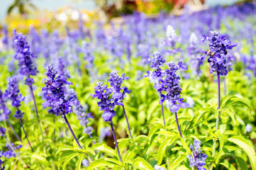 Obraz premium Clary Sage (Salvia sclarea) in the garden