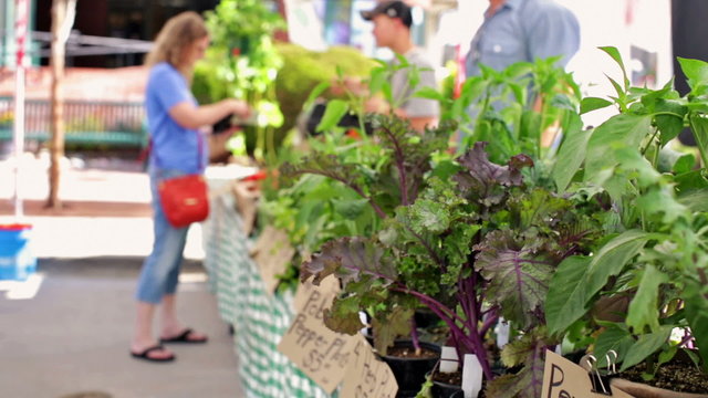 Summer farmers market on Main Street in Parker, Colorado.