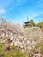 桜と五重の塔