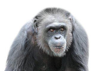 A gorilla on white background, close up