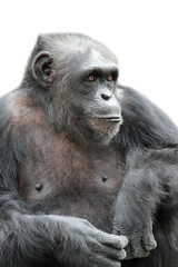 A gorilla sitting on white background, isolated