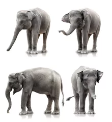 Zelfklevend Fotobehang olifant © Odua Images