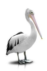 White Pelican -isolated in  white background