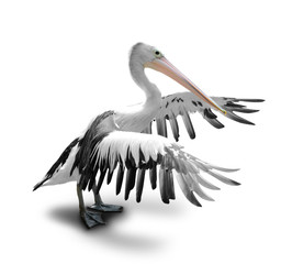 White Pelican