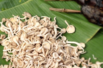 fresh mushrooms in the market