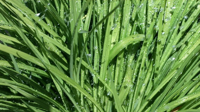 Water drops falling on plant