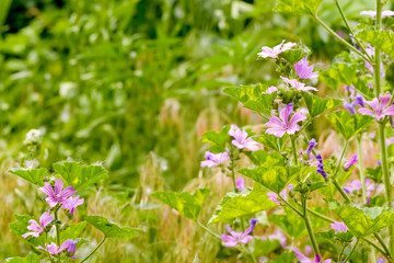 Malva and chamomile in the Meadow