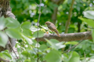 Nightingale in the Woods