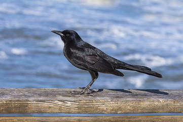 American crow