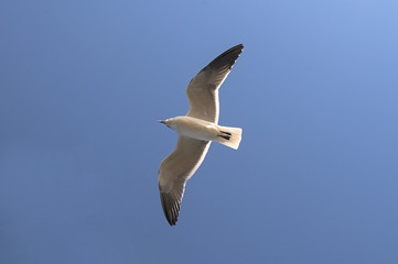 Flying white seagull