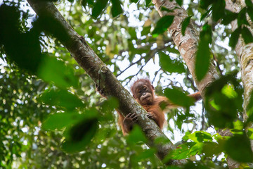 Cute baby hanging on a tree in Gunung Leuser National Park, Suma