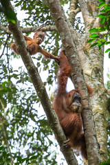 Female orangutan with a baby hanging on a tree in Gunung Leuser