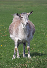 Naklejka na ściany i meble Domestic goat on a pasture